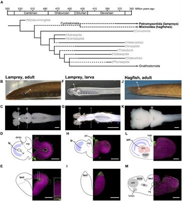 Consciousness in Jawless Fishes